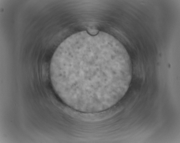 X0000077330030200611101535