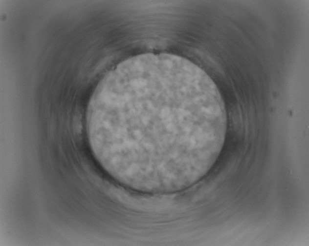 X0000077330032200611101535