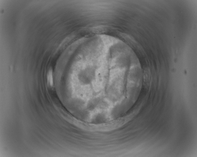 X0000077330046200611101535