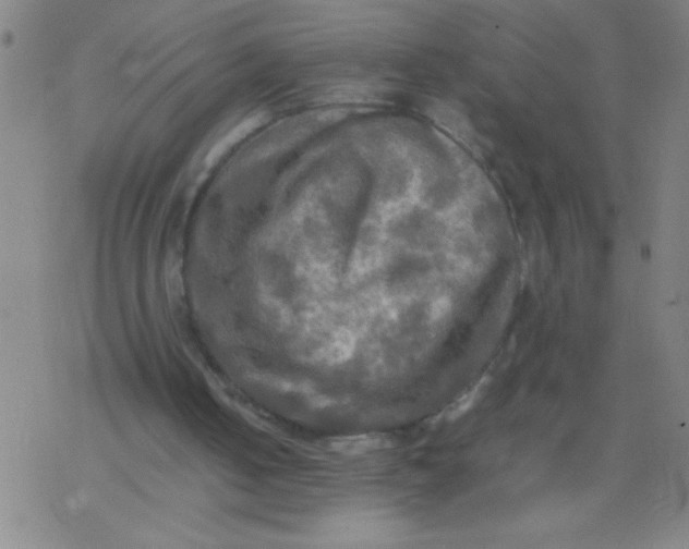 X0000077330050200611101534