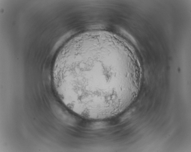 X0000077330059200611101534