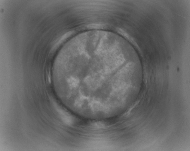 X0000077330062200611101534