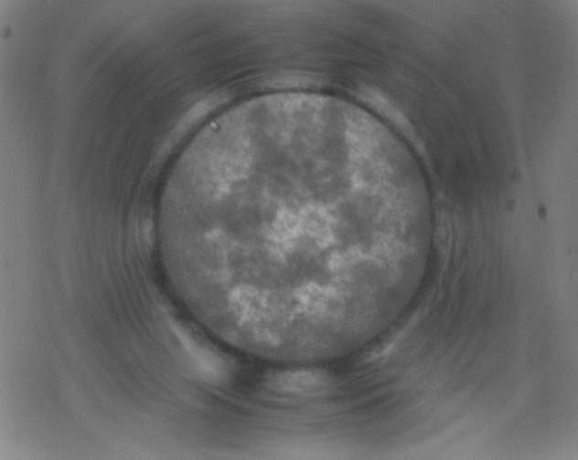 X0000077330063200611101534