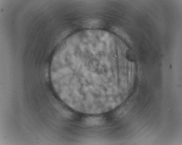 X0000077330065200611101534