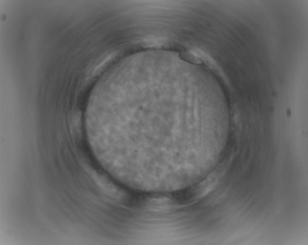 X0000077330066200611101534