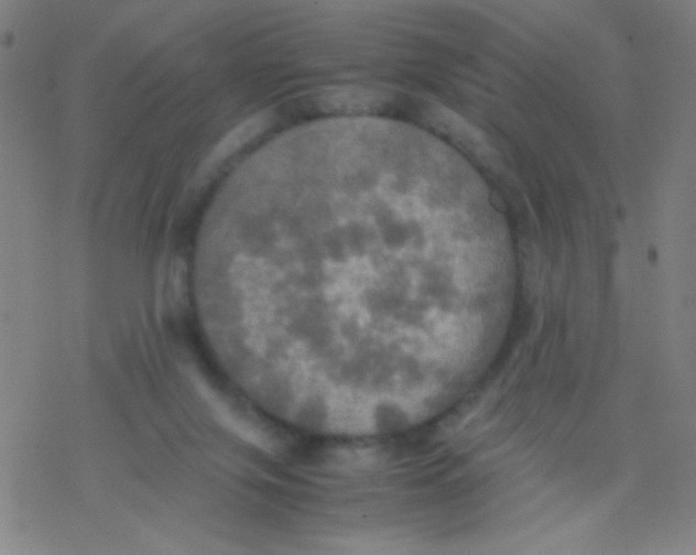 X0000077330071200611101534