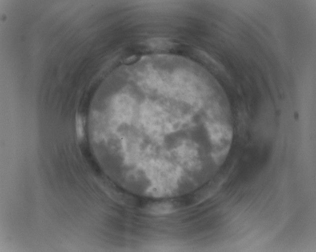 X0000077330075200611101534