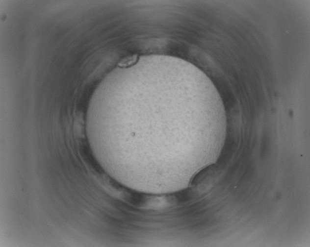 X0000077330083200611101534