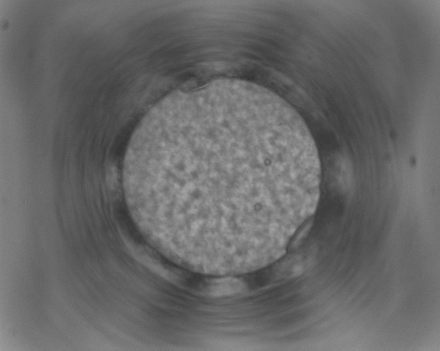 X0000077330087200611101534