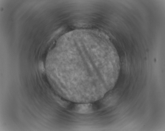 X0000077330089200611101534