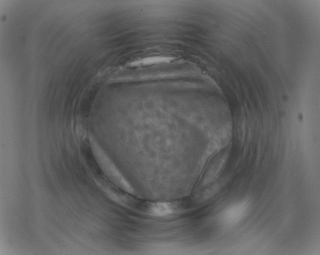 X0000077330091200611101534