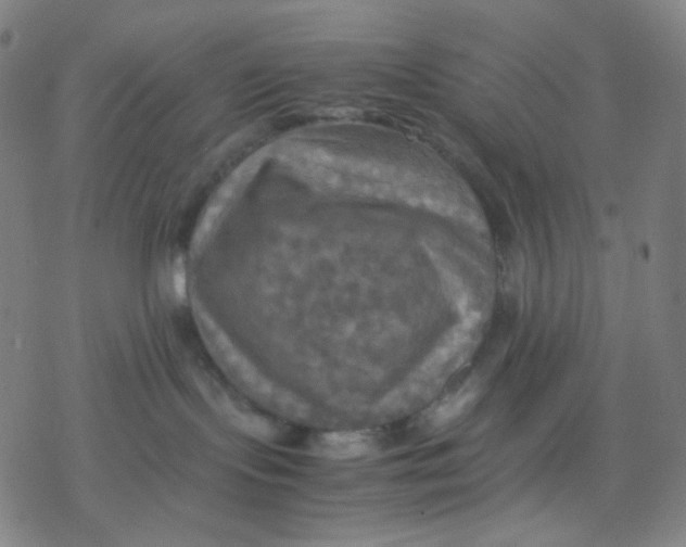 X0000077330095200611101534