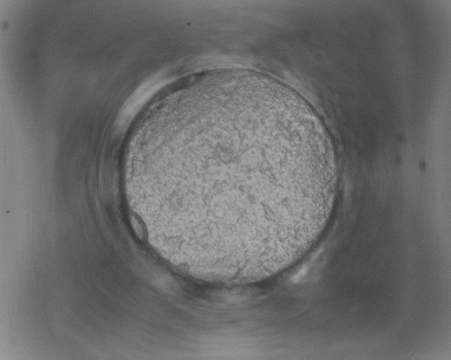 X0000077330103200611101534