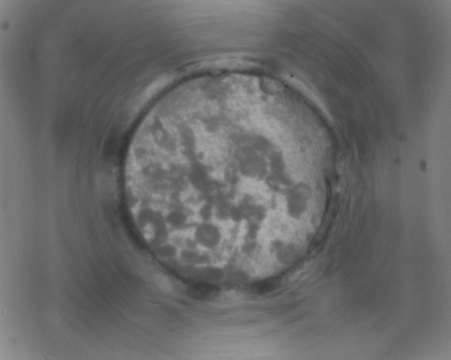 X0000077330111200611101533