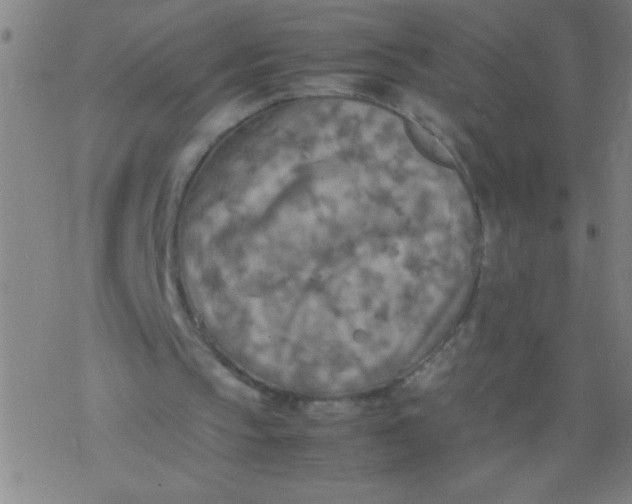 X0000077330145200611101532