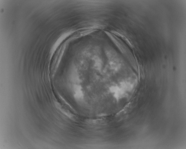 X0000077330147200611101532