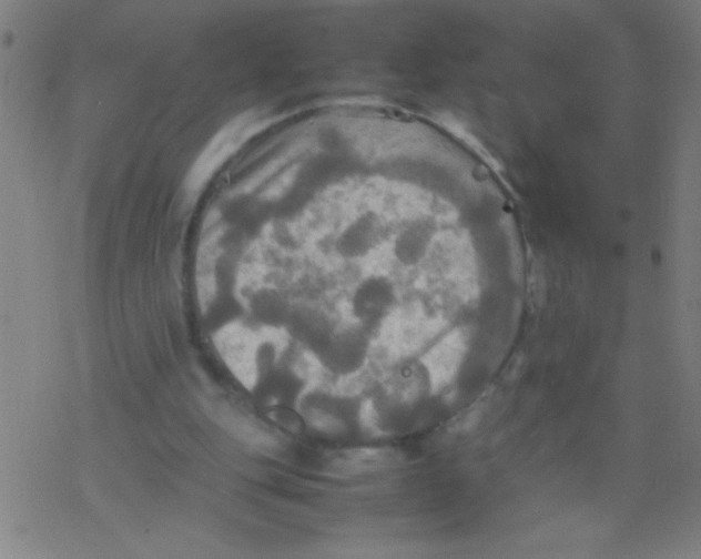 X0000077330151200611101532