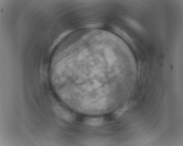 X0000077330155200611101532