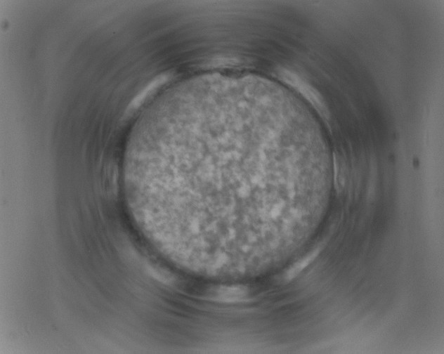 X0000077330157200611101532