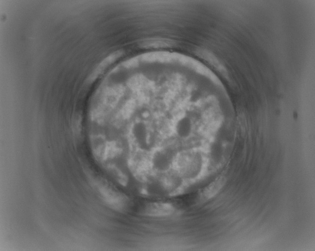 X0000077330159200611101532