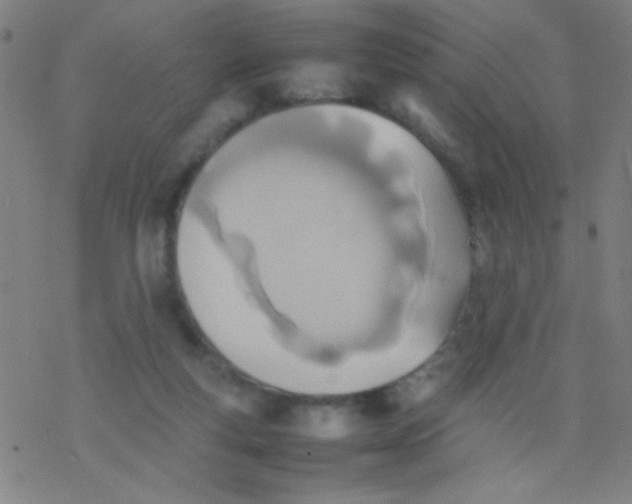 X0000077330163200611101532