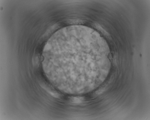 X0000077330165200611101532