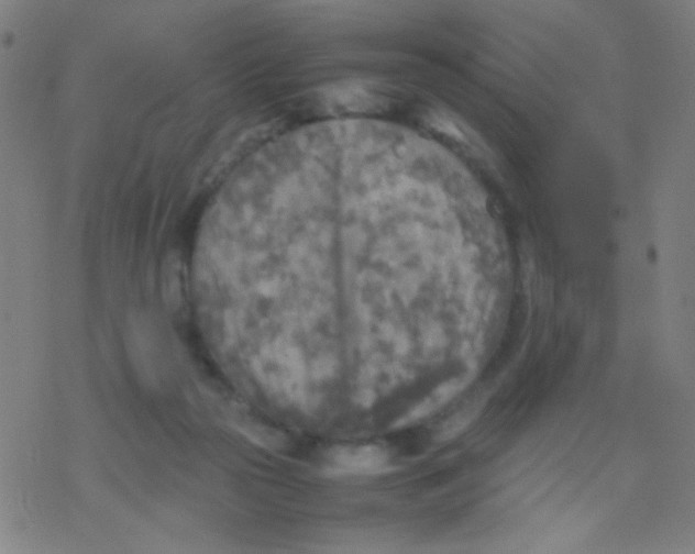 X0000077330169200611101533