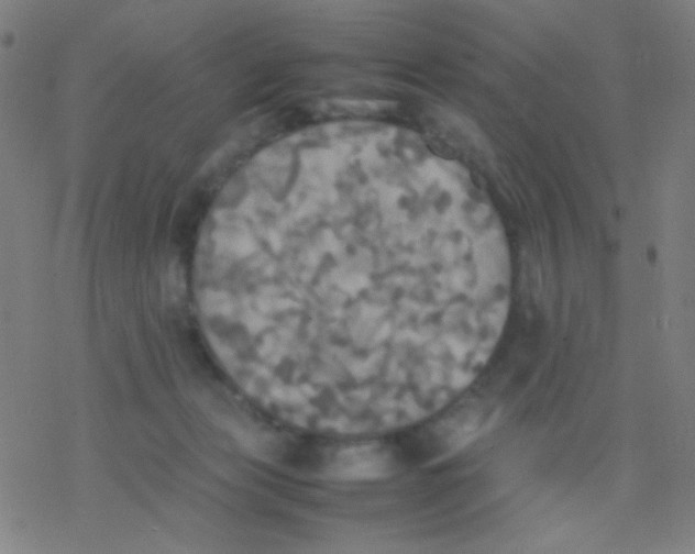 X0000077330173200611101533