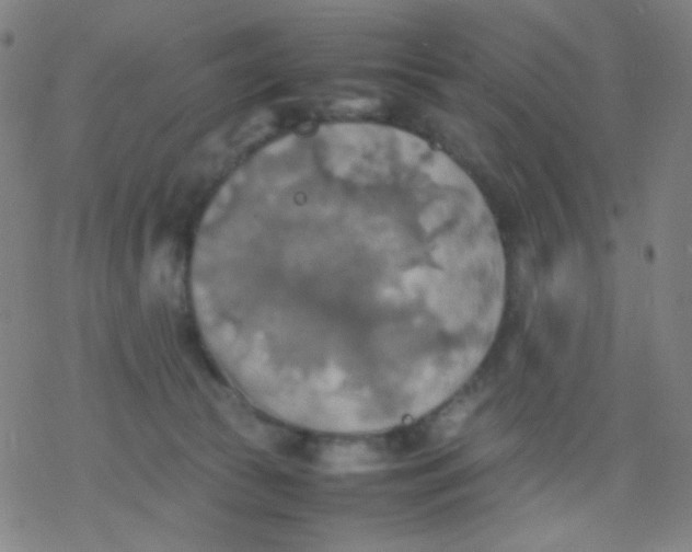 X0000077330177200611101533