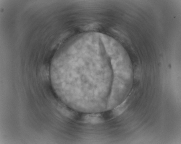 X0000077330179200611101533