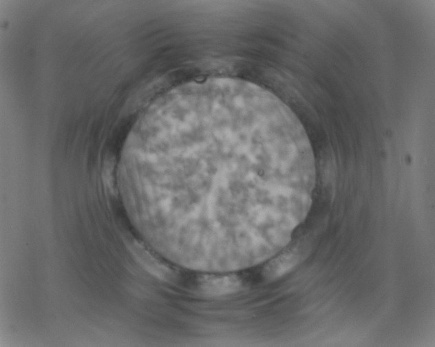 X0000077330185200611101533