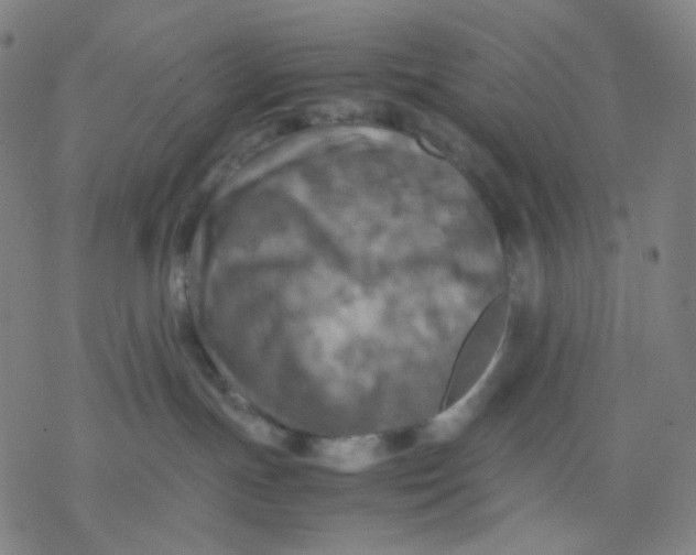 X0000077330191200611101533