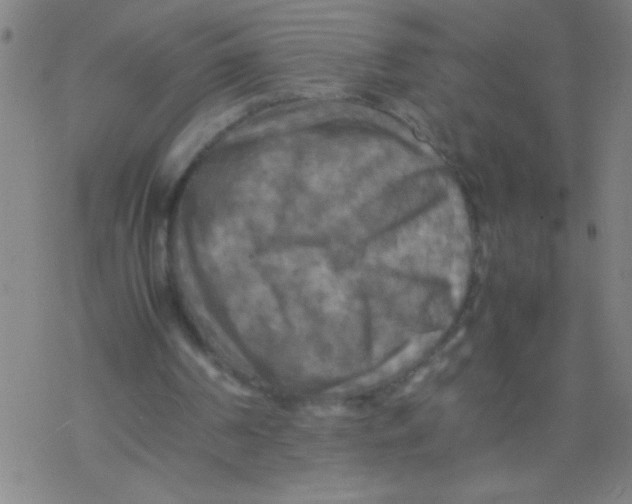 X0000077330194200611101532