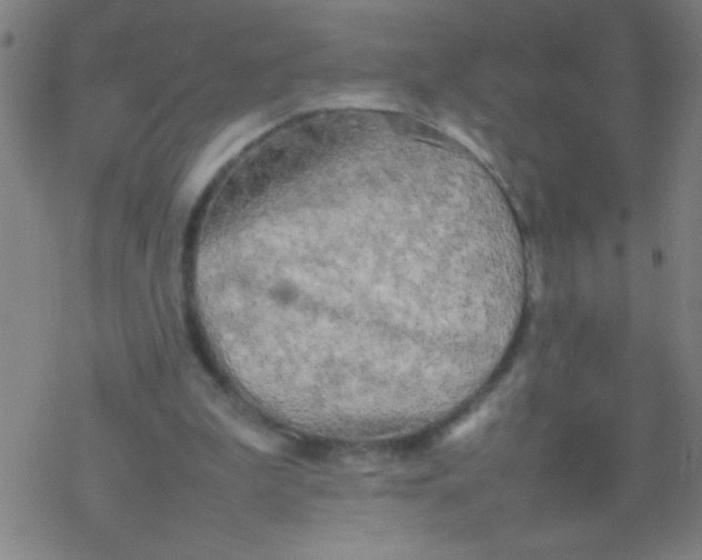 X0000077330199200611101532