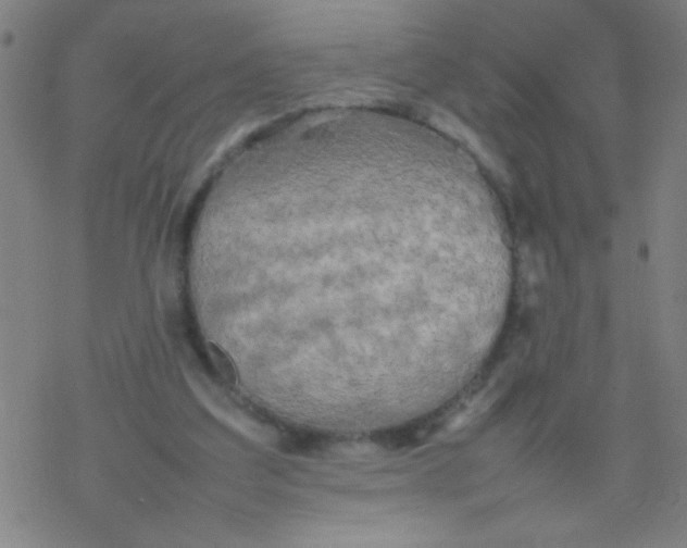 X0000077330203200611101532