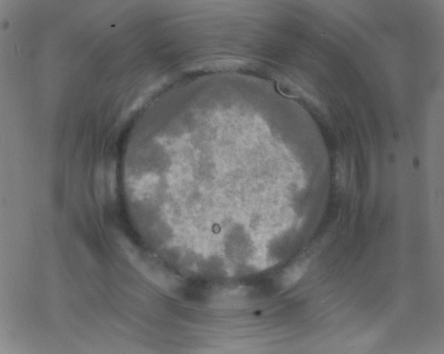 X0000077330206200611101532