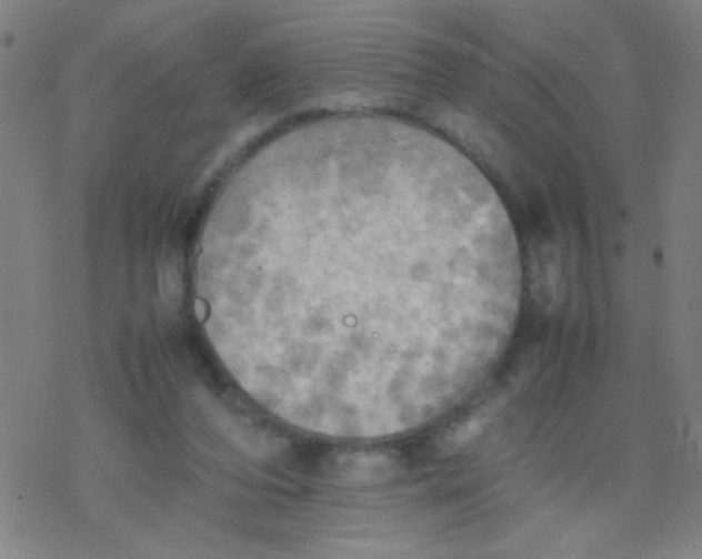 X0000077330208200611101532