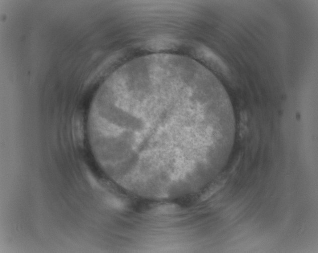 X0000077330210200611101532