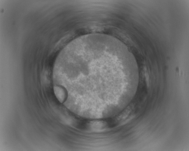 X0000077330218200611101532