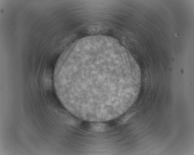 X0000077330226200611101532