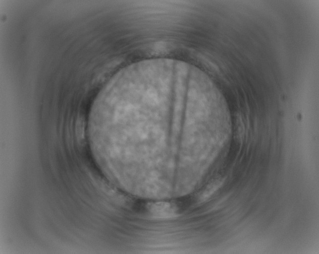 X0000077330230200611101532