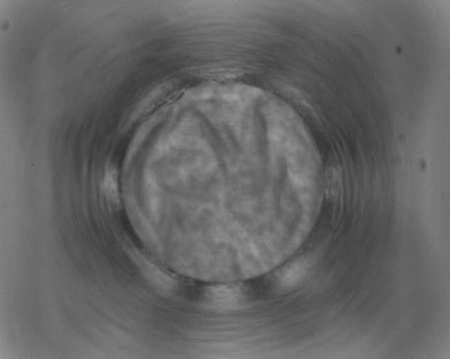 X0000077330238200611101531