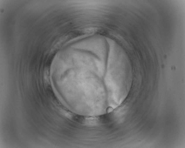 X0000077330240200611101531