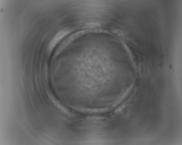 X0000077330242200611101531