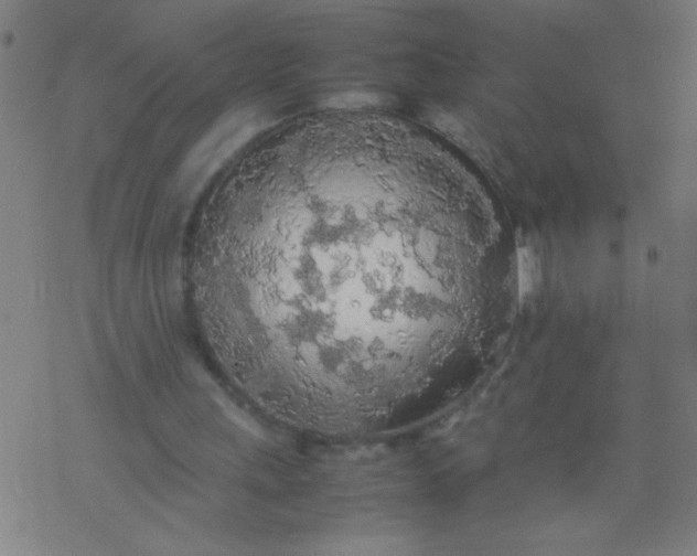 X0000077330243200611101531