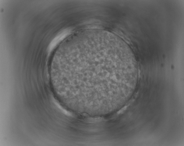 X0000077330245200611101531