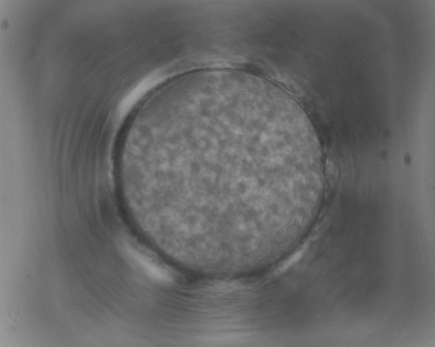 X0000077330246200611101531