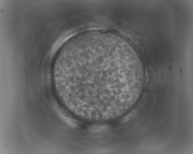 X0000077330247200611101531