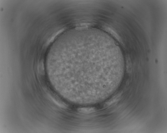 X0000077330251200611101531