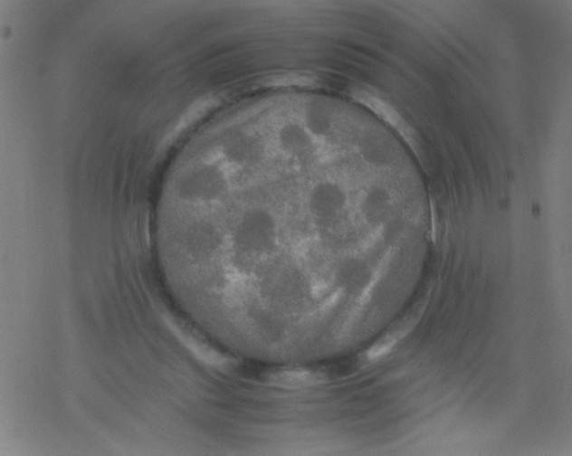 X0000077330253200611101531